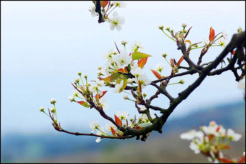 【春天,广西桂林灌阳县向您发出邀请!】我们在灌阳看梨花 - 游山玩水 - 正定生活社区 - 正定28生活网 zd.28life.com