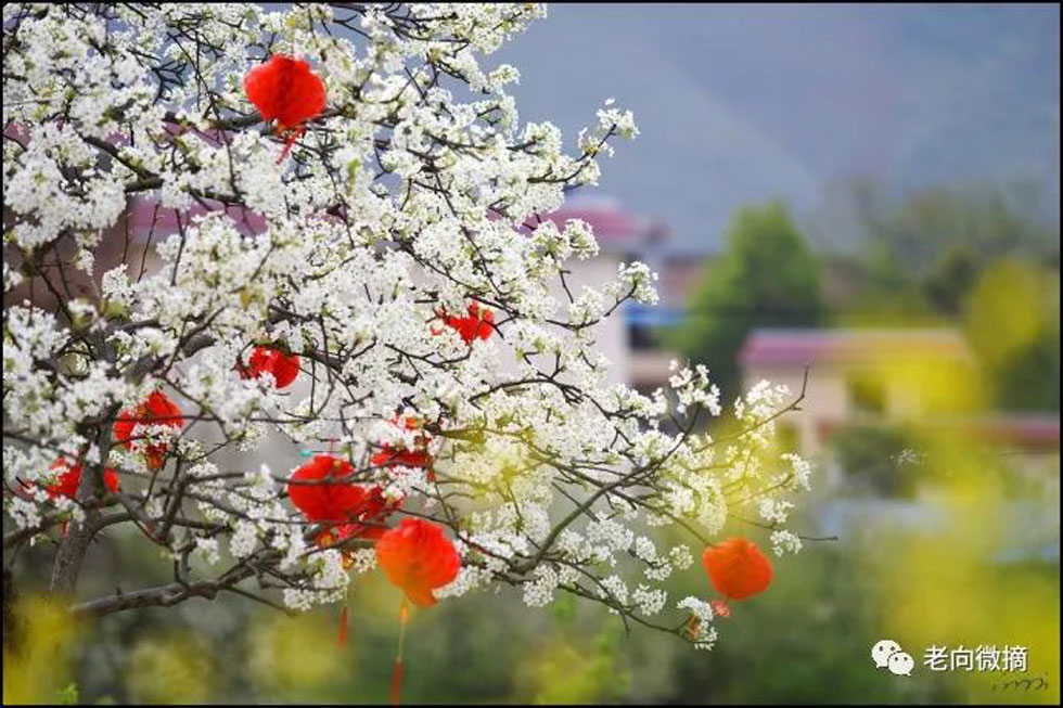 【春天,广西桂林灌阳县向您发出邀请!】我们在灌阳看梨花 - 游山玩水 - 正定生活社区 - 正定28生活网 zd.28life.com