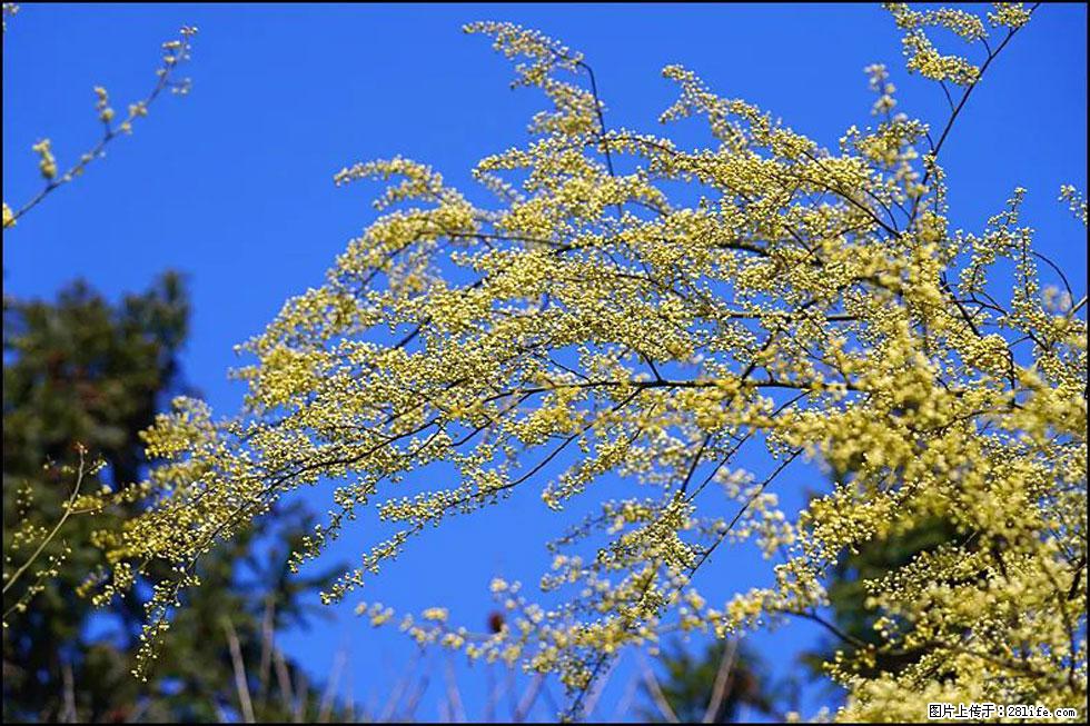 【春天，广西桂林灌阳县向您发出邀请！】米珠山前有片山苍子花在飘香 - 游山玩水 - 正定生活社区 - 正定28生活网 zd.28life.com