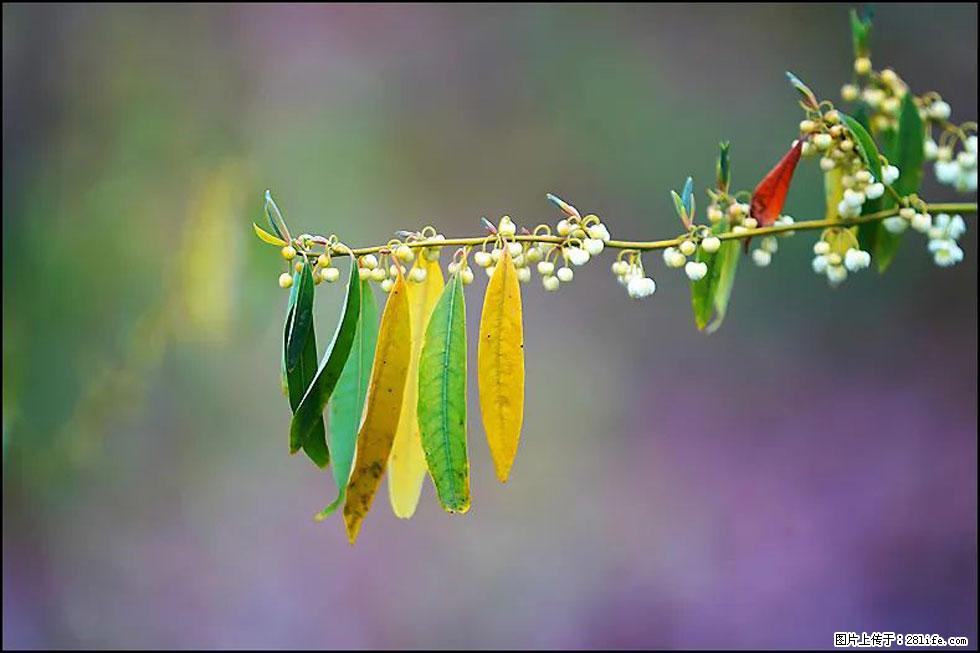 【春天，广西桂林灌阳县向您发出邀请！】米珠山前有片山苍子花在飘香 - 游山玩水 - 正定生活社区 - 正定28生活网 zd.28life.com