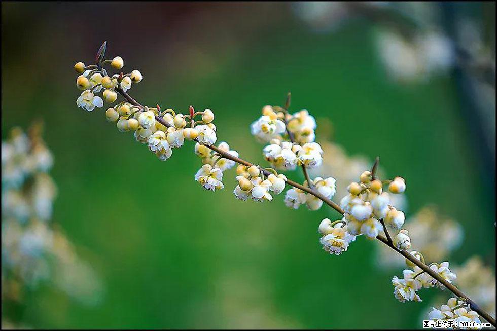 【春天，广西桂林灌阳县向您发出邀请！】米珠山前有片山苍子花在飘香 - 游山玩水 - 正定生活社区 - 正定28生活网 zd.28life.com