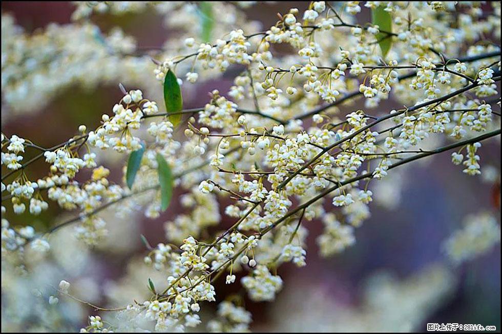 【春天，广西桂林灌阳县向您发出邀请！】米珠山前有片山苍子花在飘香 - 游山玩水 - 正定生活社区 - 正定28生活网 zd.28life.com