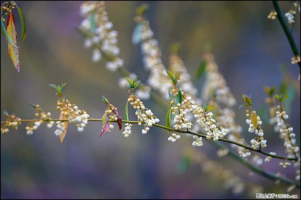 【春天，广西桂林灌阳县向您发出邀请！】米珠山前有片山苍子花在飘香 - 游山玩水 - 正定生活社区 - 正定28生活网 zd.28life.com