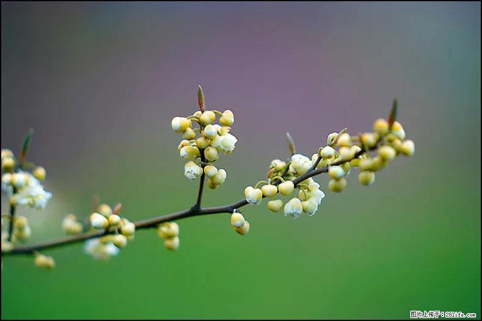 【春天，广西桂林灌阳县向您发出邀请！】米珠山前有片山苍子花在飘香 - 游山玩水 - 正定生活社区 - 正定28生活网 zd.28life.com