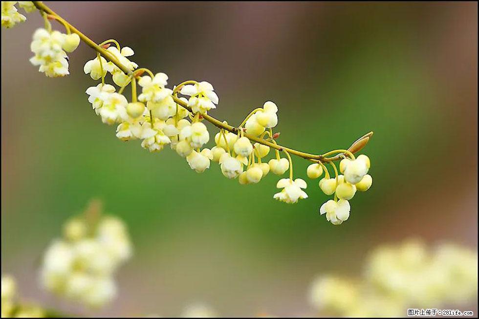 【春天，广西桂林灌阳县向您发出邀请！】米珠山前有片山苍子花在飘香 - 游山玩水 - 正定生活社区 - 正定28生活网 zd.28life.com