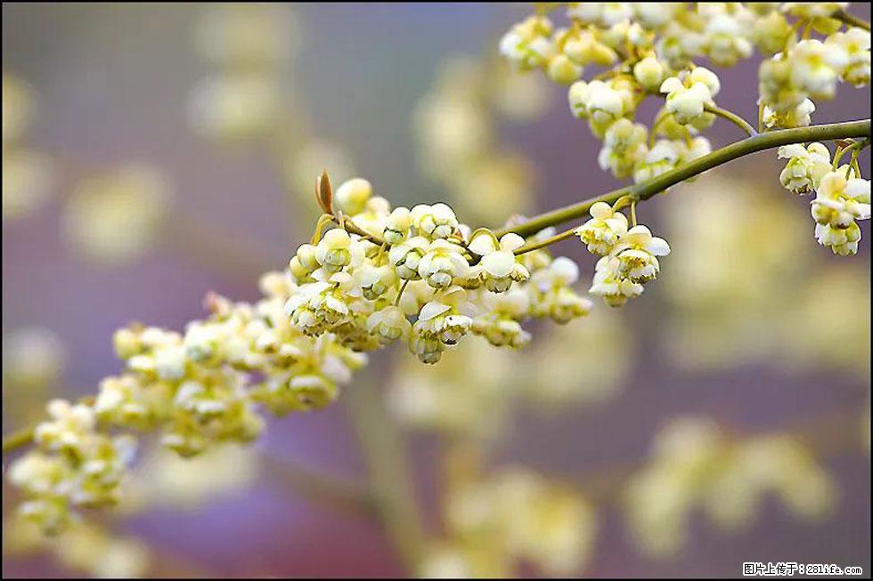 【春天，广西桂林灌阳县向您发出邀请！】米珠山前有片山苍子花在飘香 - 游山玩水 - 正定生活社区 - 正定28生活网 zd.28life.com