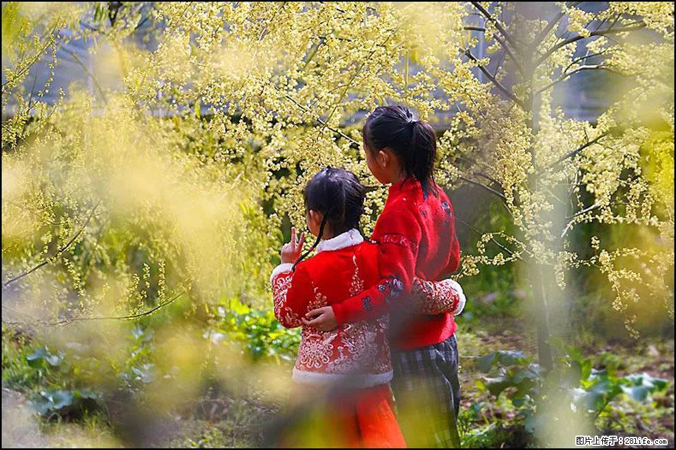 【春天，广西桂林灌阳县向您发出邀请！】米珠山前有片山苍子花在飘香 - 游山玩水 - 正定生活社区 - 正定28生活网 zd.28life.com