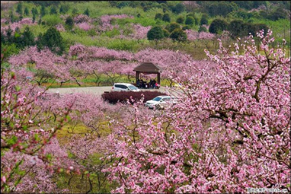 【春天，广西桂林灌阳县向您发出邀请！】官庄村有个醉美的桃花园 - 游山玩水 - 正定生活社区 - 正定28生活网 zd.28life.com