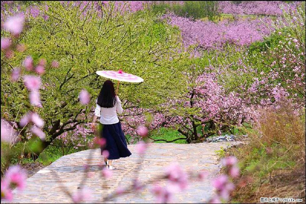 【春天，广西桂林灌阳县向您发出邀请！】官庄村有个醉美的桃花园 - 游山玩水 - 正定生活社区 - 正定28生活网 zd.28life.com
