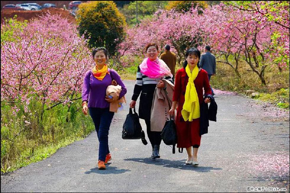 【春天，广西桂林灌阳县向您发出邀请！】官庄村有个醉美的桃花园 - 游山玩水 - 正定生活社区 - 正定28生活网 zd.28life.com