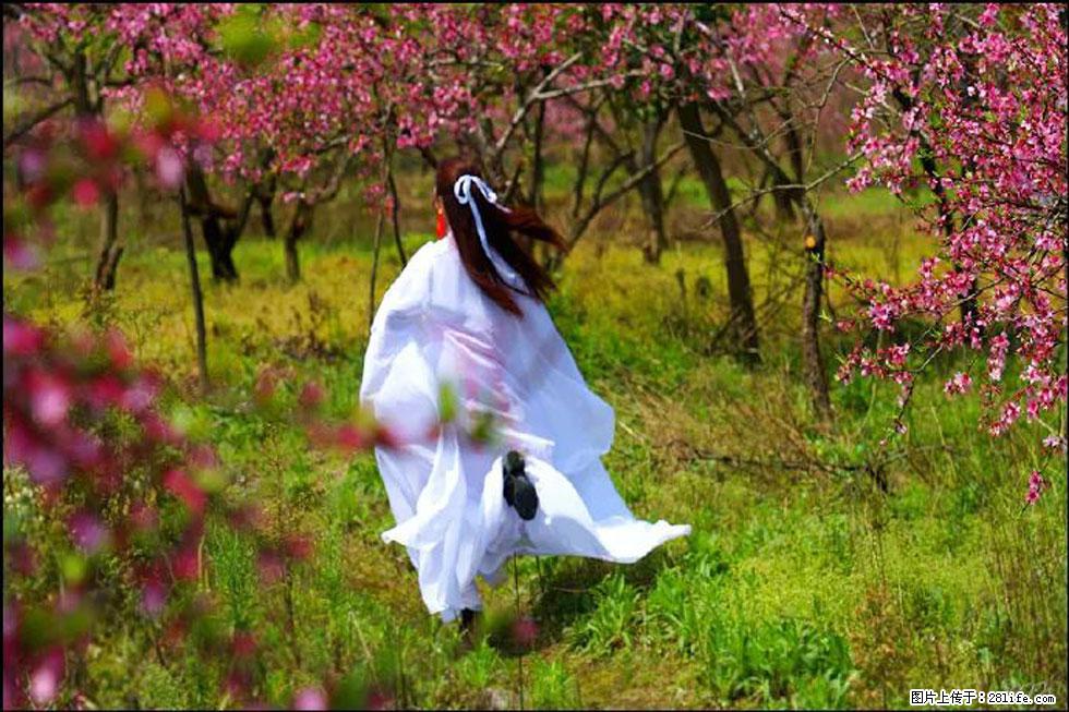 【春天，广西桂林灌阳县向您发出邀请！】官庄村有个醉美的桃花园 - 游山玩水 - 正定生活社区 - 正定28生活网 zd.28life.com