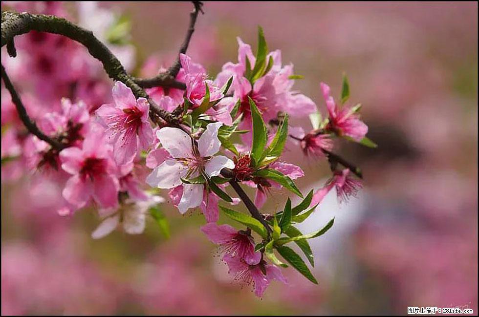 【春天，广西桂林灌阳县向您发出邀请！】官庄村有个醉美的桃花园 - 游山玩水 - 正定生活社区 - 正定28生活网 zd.28life.com