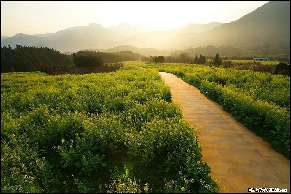 【春天,广西桂林灌阳县向您发出邀请!】长坪村油菜盛情花开 - 游山玩水 - 正定生活社区 - 正定28生活网 zd.28life.com