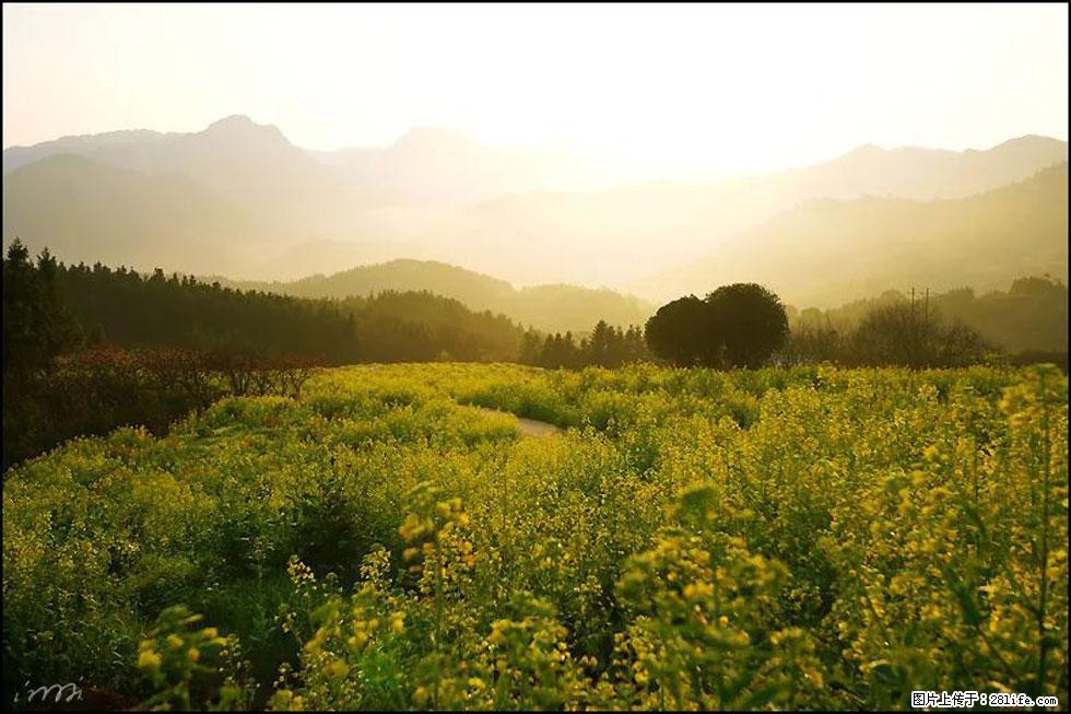 【春天,广西桂林灌阳县向您发出邀请!】长坪村油菜盛情花开 - 游山玩水 - 正定生活社区 - 正定28生活网 zd.28life.com