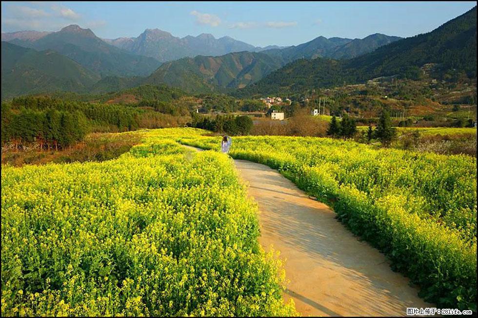 【春天,广西桂林灌阳县向您发出邀请!】长坪村油菜盛情花开 - 游山玩水 - 正定生活社区 - 正定28生活网 zd.28life.com