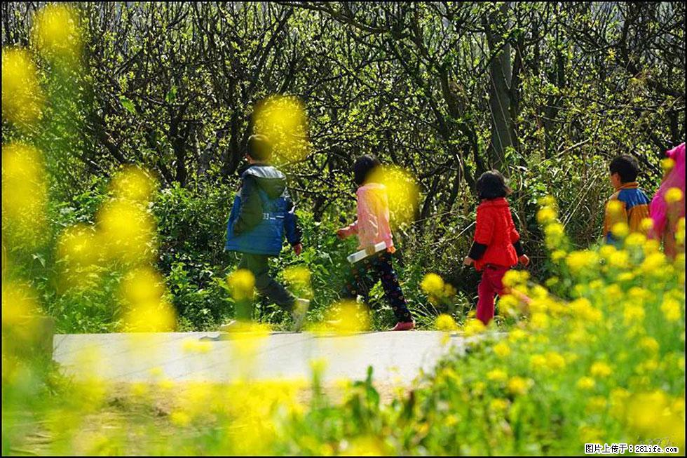 【春天,广西桂林灌阳县向您发出邀请!】长坪村油菜盛情花开 - 游山玩水 - 正定生活社区 - 正定28生活网 zd.28life.com