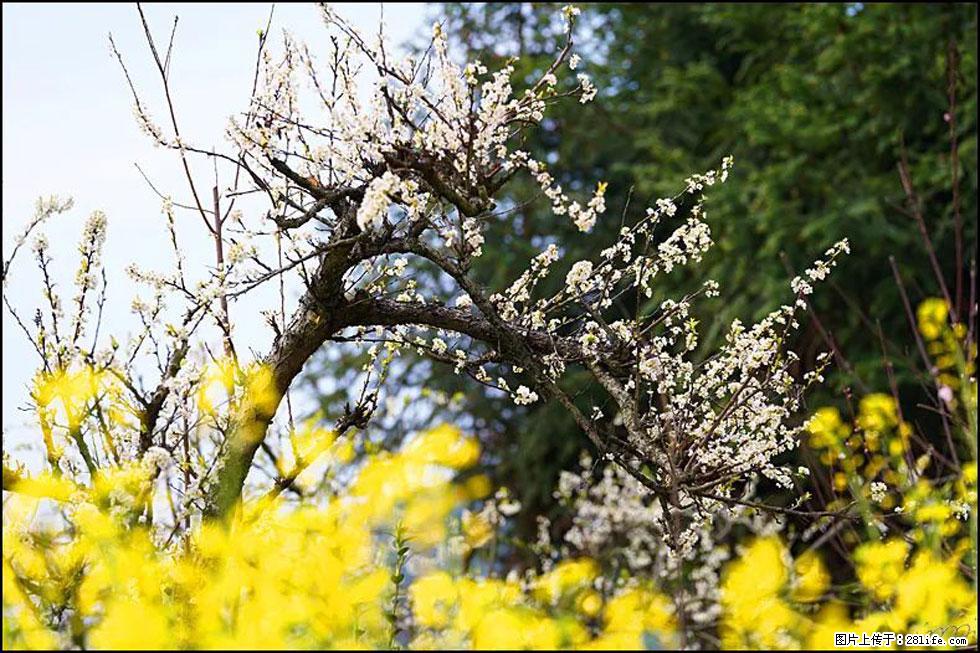 【春天,广西桂林灌阳县向您发出邀请!】长坪村油菜盛情花开 - 游山玩水 - 正定生活社区 - 正定28生活网 zd.28life.com
