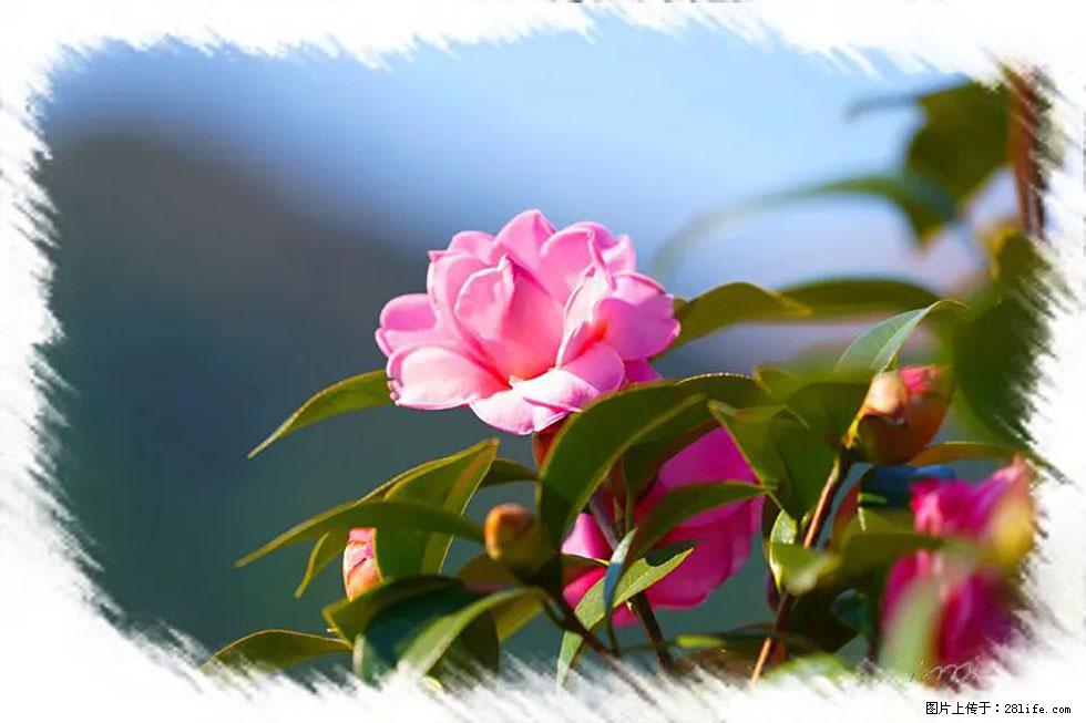 【春天,广西桂林灌阳县向您发出邀请!】杨柳井茶花惹人爱 - 游山玩水 - 正定生活社区 - 正定28生活网 zd.28life.com