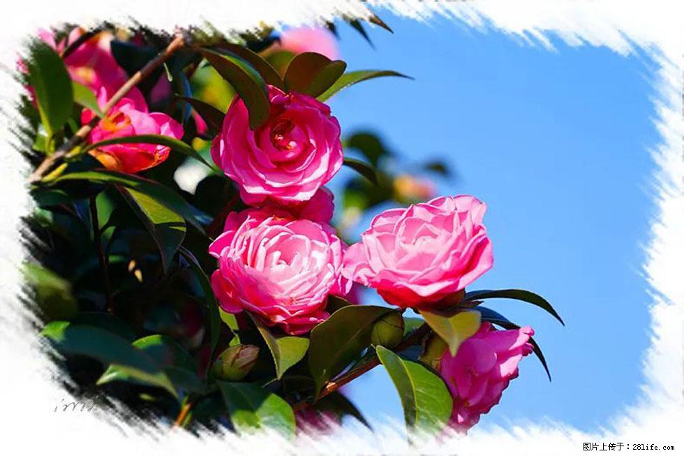 【春天,广西桂林灌阳县向您发出邀请!】杨柳井茶花惹人爱 - 游山玩水 - 正定生活社区 - 正定28生活网 zd.28life.com