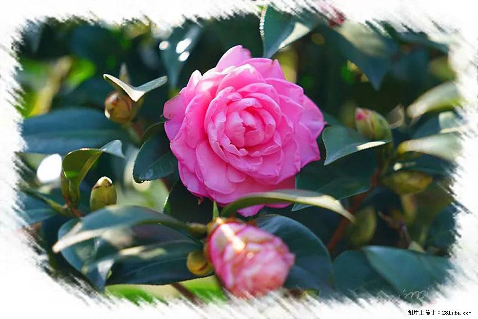 【春天,广西桂林灌阳县向您发出邀请!】杨柳井茶花惹人爱 - 游山玩水 - 正定生活社区 - 正定28生活网 zd.28life.com