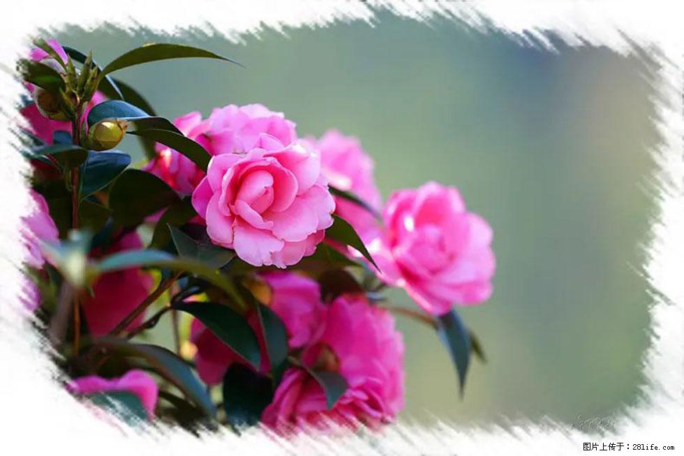 【春天,广西桂林灌阳县向您发出邀请!】杨柳井茶花惹人爱 - 游山玩水 - 正定生活社区 - 正定28生活网 zd.28life.com