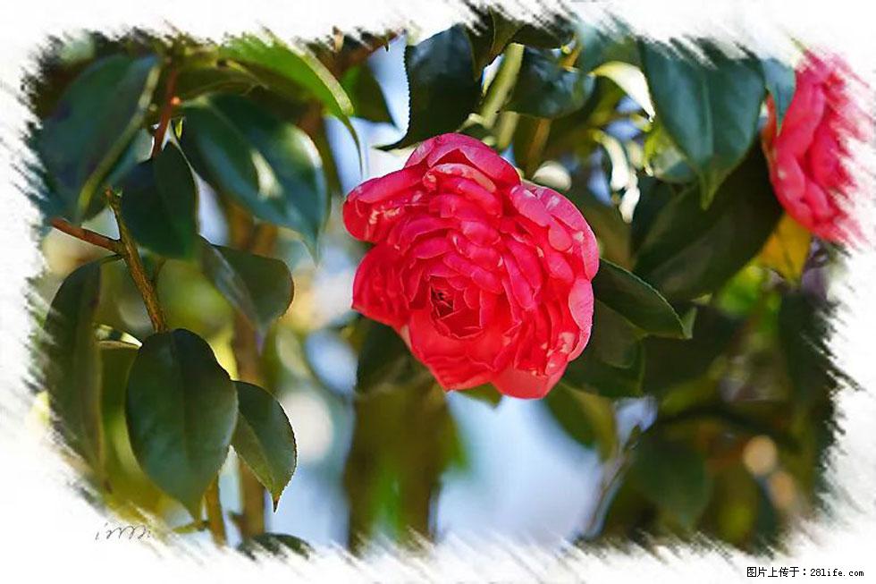 【春天,广西桂林灌阳县向您发出邀请!】杨柳井茶花惹人爱 - 游山玩水 - 正定生活社区 - 正定28生活网 zd.28life.com