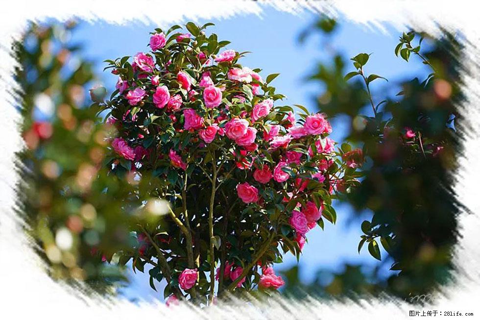 【春天,广西桂林灌阳县向您发出邀请!】杨柳井茶花惹人爱 - 游山玩水 - 正定生活社区 - 正定28生活网 zd.28life.com