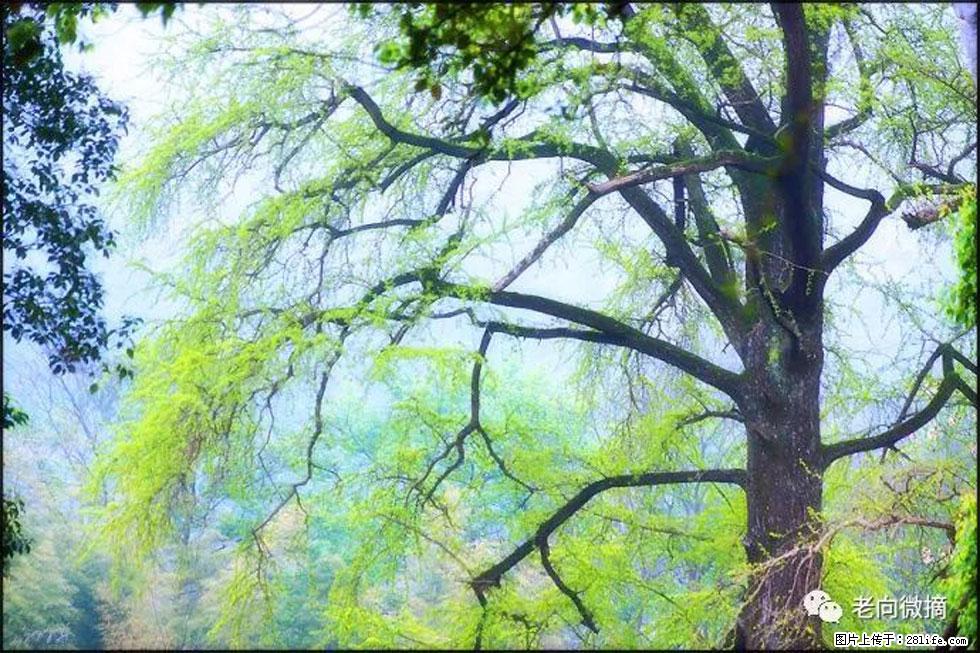 【春天,广西桂林灌阳县向您发出邀请!】在小龙村与春天约会 - 游山玩水 - 正定生活社区 - 正定28生活网 zd.28life.com