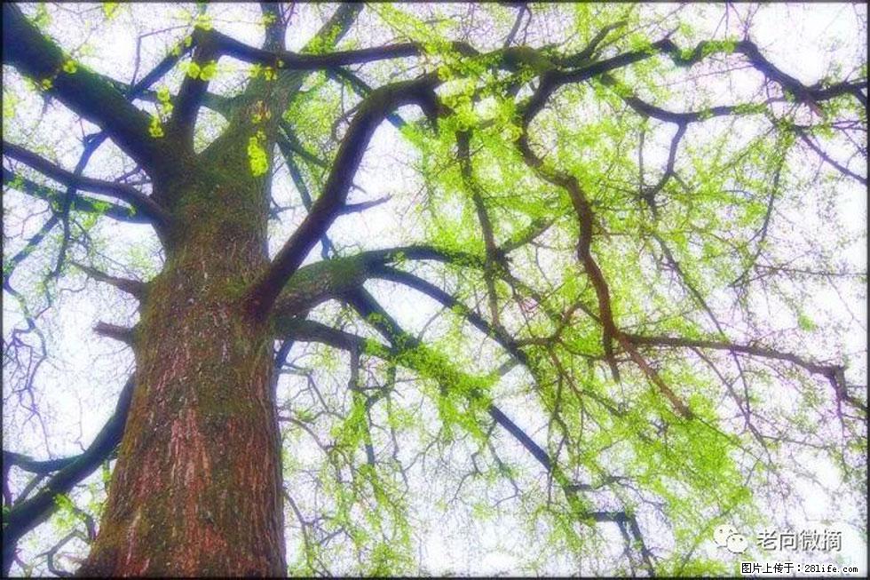 【春天,广西桂林灌阳县向您发出邀请!】在小龙村与春天约会 - 游山玩水 - 正定生活社区 - 正定28生活网 zd.28life.com