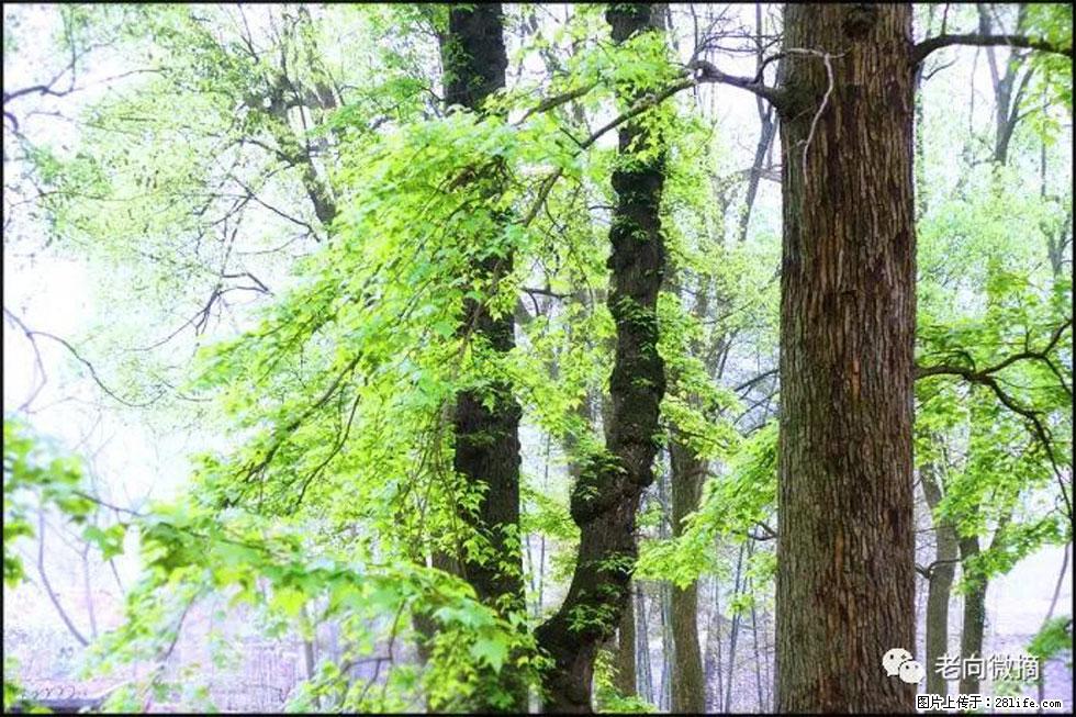 【春天,广西桂林灌阳县向您发出邀请!】在小龙村与春天约会 - 游山玩水 - 正定生活社区 - 正定28生活网 zd.28life.com