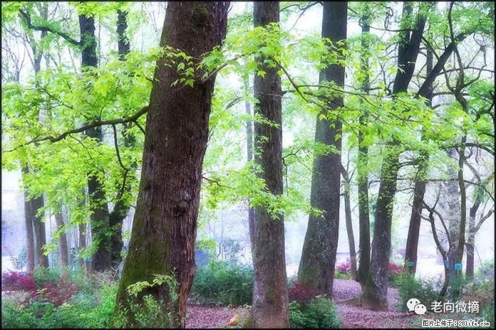 【春天,广西桂林灌阳县向您发出邀请!】在小龙村与春天约会 - 游山玩水 - 正定生活社区 - 正定28生活网 zd.28life.com