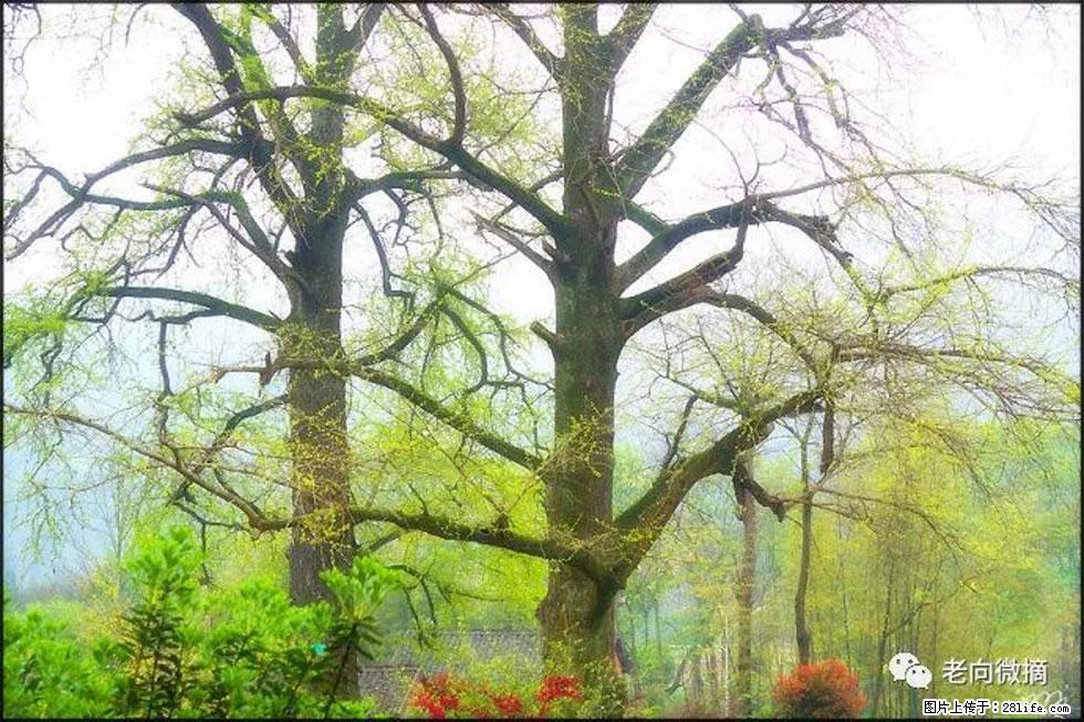 【春天,广西桂林灌阳县向您发出邀请!】在小龙村与春天约会 - 游山玩水 - 正定生活社区 - 正定28生活网 zd.28life.com