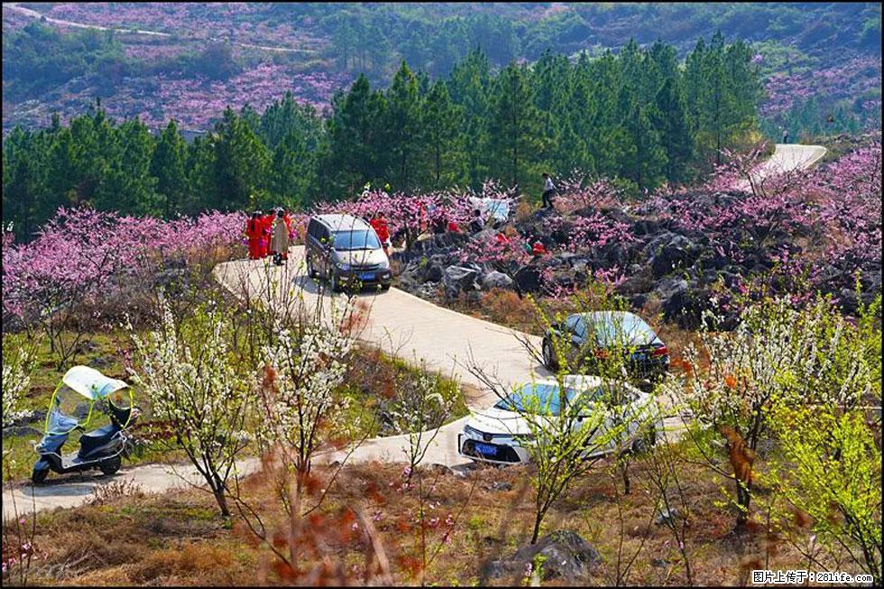 【春天,广西桂林灌阳县向您发出邀请!】望月岭上桃花开 - 游山玩水 - 正定生活社区 - 正定28生活网 zd.28life.com