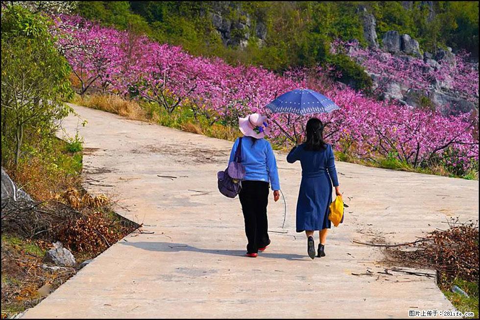 【春天,广西桂林灌阳县向您发出邀请!】望月岭上桃花开 - 游山玩水 - 正定生活社区 - 正定28生活网 zd.28life.com