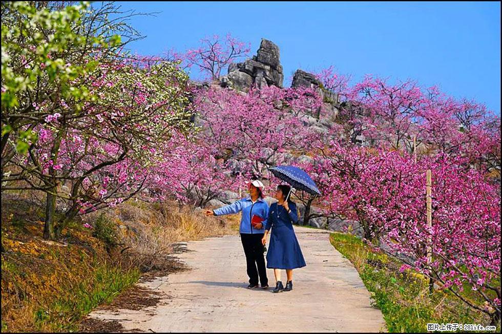 【春天,广西桂林灌阳县向您发出邀请!】望月岭上桃花开 - 游山玩水 - 正定生活社区 - 正定28生活网 zd.28life.com