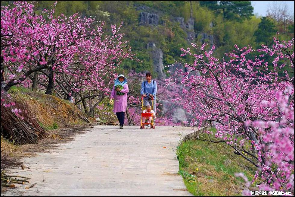 【春天,广西桂林灌阳县向您发出邀请!】望月岭上桃花开 - 游山玩水 - 正定生活社区 - 正定28生活网 zd.28life.com