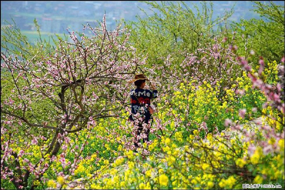 【春天,广西桂林灌阳县向您发出邀请!】望月岭上桃花开 - 游山玩水 - 正定生活社区 - 正定28生活网 zd.28life.com