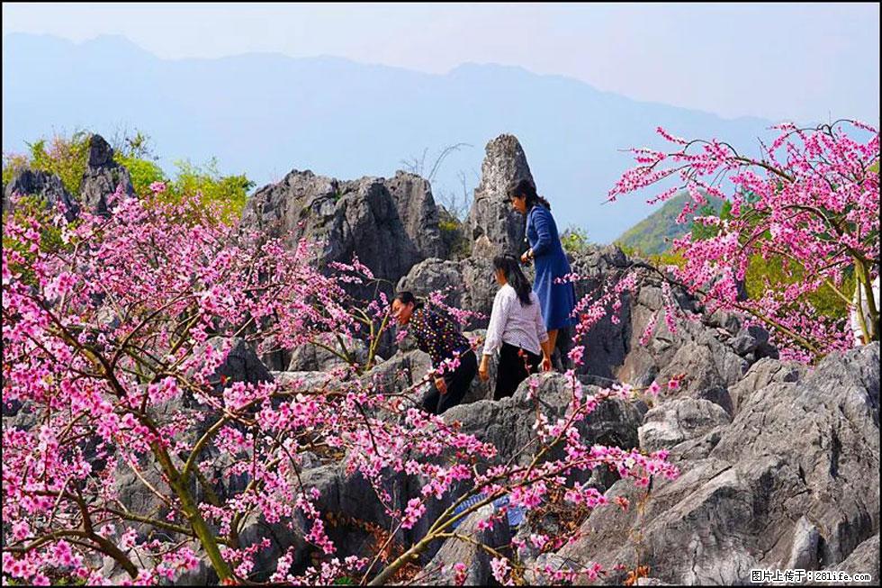 【春天,广西桂林灌阳县向您发出邀请!】望月岭上桃花开 - 游山玩水 - 正定生活社区 - 正定28生活网 zd.28life.com