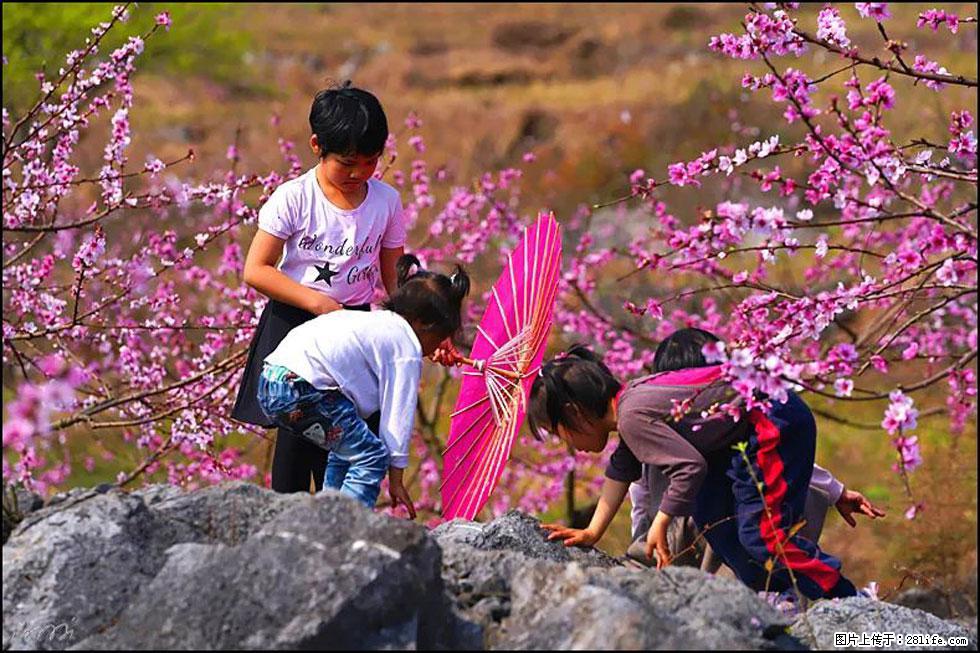 【春天,广西桂林灌阳县向您发出邀请!】望月岭上桃花开 - 游山玩水 - 正定生活社区 - 正定28生活网 zd.28life.com