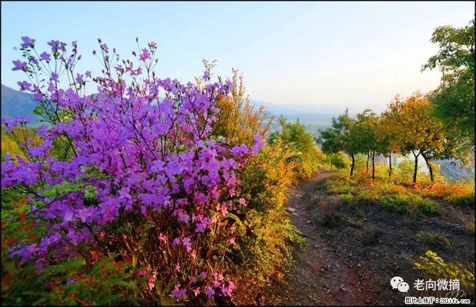 【春天，广西桂林灌阳县向您发出邀请！】登麒麟山，相约映山红 - 游山玩水 - 正定生活社区 - 正定28生活网 zd.28life.com