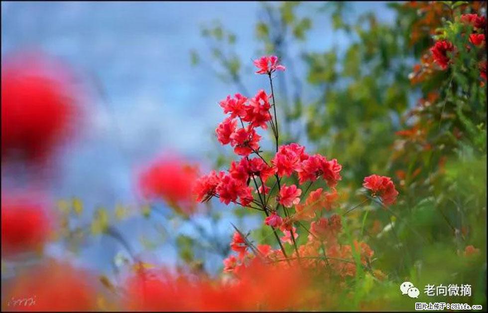 【春天，广西桂林灌阳县向您发出邀请！】登麒麟山，相约映山红 - 游山玩水 - 正定生活社区 - 正定28生活网 zd.28life.com