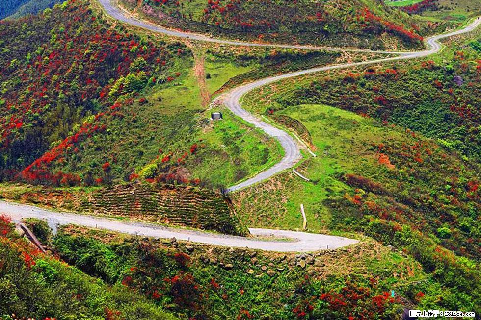 【春天，广西桂林灌阳县向您发出邀请！】春木界上映山红 - 游山玩水 - 正定生活社区 - 正定28生活网 zd.28life.com