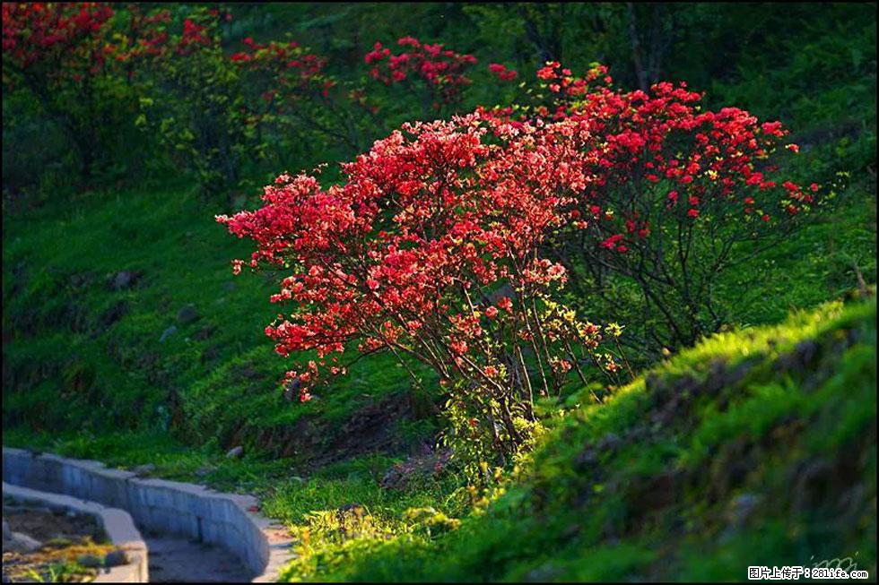 【春天，广西桂林灌阳县向您发出邀请！】春木界上映山红 - 游山玩水 - 正定生活社区 - 正定28生活网 zd.28life.com