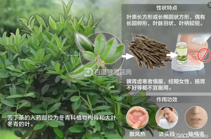 苦丁茶有哪些功效和作用 - 生活百科 - 正定生活社区 - 正定28生活网 zd.28life.com