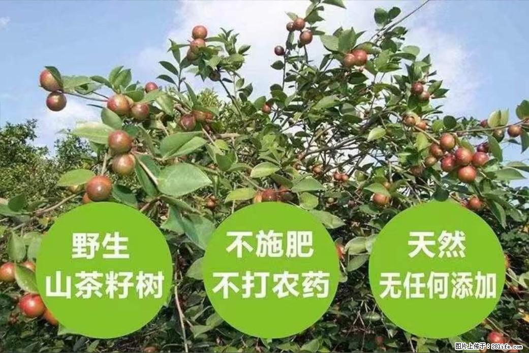 【灌阳县油茶产业示范区】一个有着充实的精神生活的人，对待身外之物自会有一种淡泊的态度 - 土特产 - 饮食特产 - 正定分类信息 - 正定28生活网 zd.28life.com