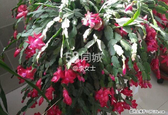 晨光小区 2室1厅1卫 - 房屋出租 - 房屋租售 - 正定分类信息 - 正定28生活网 zd.28life.com