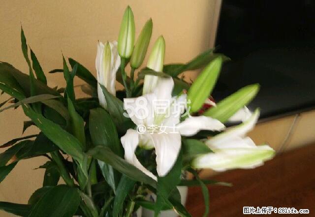 正华小区 3室2厅2卫 - 房屋出租 - 房屋租售 - 正定分类信息 - 正定28生活网 zd.28life.com