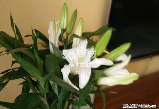 正华小区 3室2厅2卫 - 正定28生活网 zd.28life.com