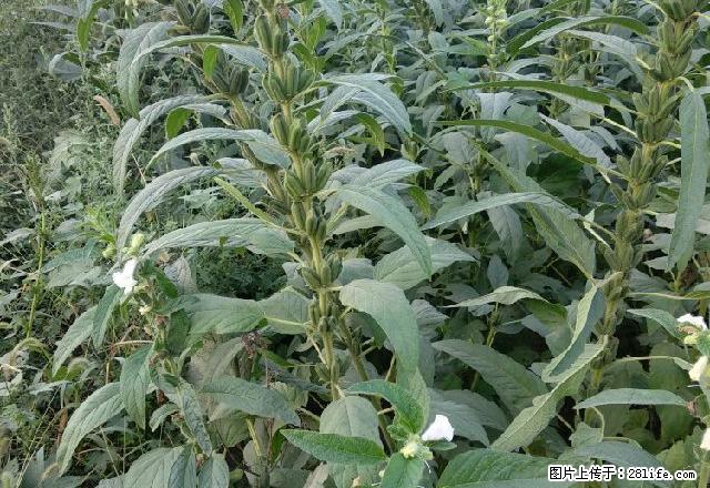 四合街 1室0厅1卫 - 房屋出租 - 房屋租售 - 正定分类信息 - 正定28生活网 zd.28life.com