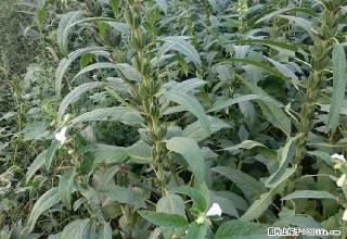 四合街 1室0厅1卫 - 正定28生活网 zd.28life.com